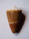 Conus Lividus - Coquillages