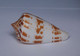 Conus Inscriptus - Coquillages