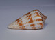 Conus Inscriptus - Coquillages