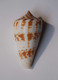 Conus Inscriptus - Coquillages