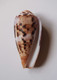 Conus Circumcisus - Coquillages