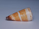 Conus Thalassiarchus - Conchas Y Caracoles