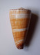 Conus Thalassiarchus - Conchas Y Caracoles