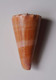 Conus Roseorapum - Coquillages