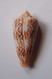 Conus Neptunus - Coquillages