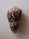 Conus Ammiralis - Coquillages