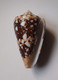 Conus Ammiralis - Coquillages