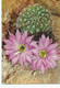 Postcard  Cactus Lobivia Wrightiana Unused - Cactus