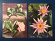 Water Lily & Camelia Vietnam 1970s Unused Photo Postcards Made For Soviet Russia/USSR Market. Publisher Hanoi Xunhasaba - Flowers