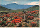 SOUTH AFRICA - PICTURE POSTCARD 1972 > EERSINGEN/DE / ZO376 - Lettres & Documents