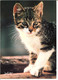 Delcampe - CHAT - Lot De 5 CPM De L'éditeur FEELING - Photographes Divers, Chats Gros Plan - Voir Détails Dans La Description - Katten