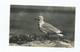 Postcard Cornwall Rp St. Ives Gull Study Seagull Posted 1934 - St.Ives