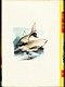 Herman Melville - Moby Dick - Idéal Bibliothèque  / Hachette - ( 1958 ) . - Ideal Bibliotheque