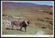 On The Mulrany - Achill Road , Co Mayo Of Mayo Abbey - NOT Used   - 2 Scans For Condition.(Originalscan !!) - Mayo