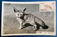 Algerie 2 Photos Du Fenec Et De La Cigogne En 1er Jour Du 6 Avril 1957 Croix Rouge Animaux TTB - FDC