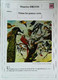 ►   Fiche   Litterature  Maurice Druon  Tistou Les Pouces Verts  Un Concert D'oiseaux Sur Un Arbre Frans Snyders - Didactische Kaarten