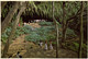 VISITORS BOARD EXCURSION BOATS THAT FERRY THEM UP THE TROPICAL WAILUA RIVER TO THE FERN GROTTO - Big Island Of Hawaii