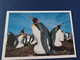 King Penguin - Falkland Islands -  Old Postcard - Taschen - Isole Falkland