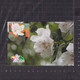 [Carte Maximum / Maximum Card /  Maximumkarte] Hong Kong 2021 | Domestic Flowers - Azalea, Datestamp With Maonshan - Maximumkaarten