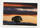 AK 074963 SCOTLAND - Baum Vor Abendhimmel Bei Newburgh - Fife