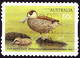 AUSTRALIA 2012 60c Multicoloured, Australian Water Birds-Pink-Eared Duck Self Adhesive Used - Used Stamps