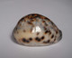 Cypraea Tigris - Coquillages