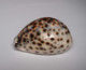 Cypraea Tigris - Coquillages