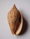 Harpulina Lapponica - Seashells & Snail-shells