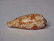 Conus Geographus - Seashells & Snail-shells