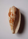 Conus Geographus - Seashells & Snail-shells