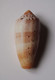 Conus Circumcisus - Coquillages