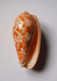 Conus Bullatus - Coquillages