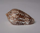 Conus Textile - Seashells & Snail-shells