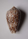 Conus Textile - Seashells & Snail-shells