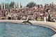 ZS48760  Delfinariu Constanta Dolphin  Dauphin  Animals Animaux    2 Scans - Dauphins