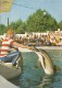 ZS48761  Delfinariu Constanta Dolphin  Dauphin  Animals Animaux    2 Scans - Dauphins