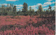 Alaska Fairbanks Postcard "Fireweed Splendor"  Ca Fairbanks Alaska Center Exposition  AUG 17 1967 (FB152B) - Events & Commemorations