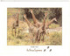 SOUTH AFRICA CARTOLINA GIRAFFE PER ITALIA - Covers & Documents