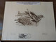 TAAF Gravure Lithographie / Velin 33 X 25 Cm Skua N° 523/1200 Signée Andréotto FDC N° 176 1993 - Imperforates, Proofs & Errors