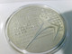 Münzen/ Medaillen, 200 Zlotych,1982, Polen, Fussball Weltmeisterschaft Spanien 1982, Polierte Platte. - Numismatics