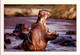 COULEURS DE CENTRAFRIQUE. A L ' HEURE DE LA SIESTE - Hippopotamuses