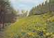 Postcard Daffodils On The Wall York North Yorkshire My Ref B25550 - York