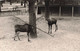 Lot De 3 CP Carte Photo D'animaux En Noir Et Blanc- Zebre Lion - Pferde