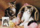 Le Chat - Yvert 1215 Australie Sur Carte Postale Otto Rogge - Cad 1er Jour 25 Juillet 1991 Cockatoo VIC 3781 - CHATONS - Briefe U. Dokumente