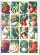 Pédagogie Ecole Images Botannique Végétaux 9 Planches Scolaires Arnaud Dechaux éditeur 1950 état Superbe - Material Und Zubehör