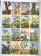 Delcampe - Pédagogie Ecole Images Botannique Végétaux 9 Planches Scolaires Arnaud Dechaux éditeur 1950 état Superbe - Material Und Zubehör