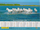 Almanach Du Facteur, Calendrier De La Poste,1998, HAUTE SAONE, Chevaux En Liberté - Grand Format : 2001-...