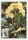 MC 076158 - UNITED NATIONS - Plantes Medicinales - Cartes-maximum