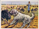 CROMOS , AUSTRIA BILDWERK , PERRO PASTOR , GANADERIA , GANADO , LOTE DE 3 PIEZAS , DOG , SCHÄFERHUND , CHIEN , SHEPHERD - Andere Merken