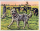 Delcampe - CROMOS , AUSTRIA BILDWERK , PERRO PASTOR , GANADERIA , GANADO , LOTE DE 3 PIEZAS , DOG , SCHÄFERHUND , CHIEN , SHEPHERD - Andere Merken